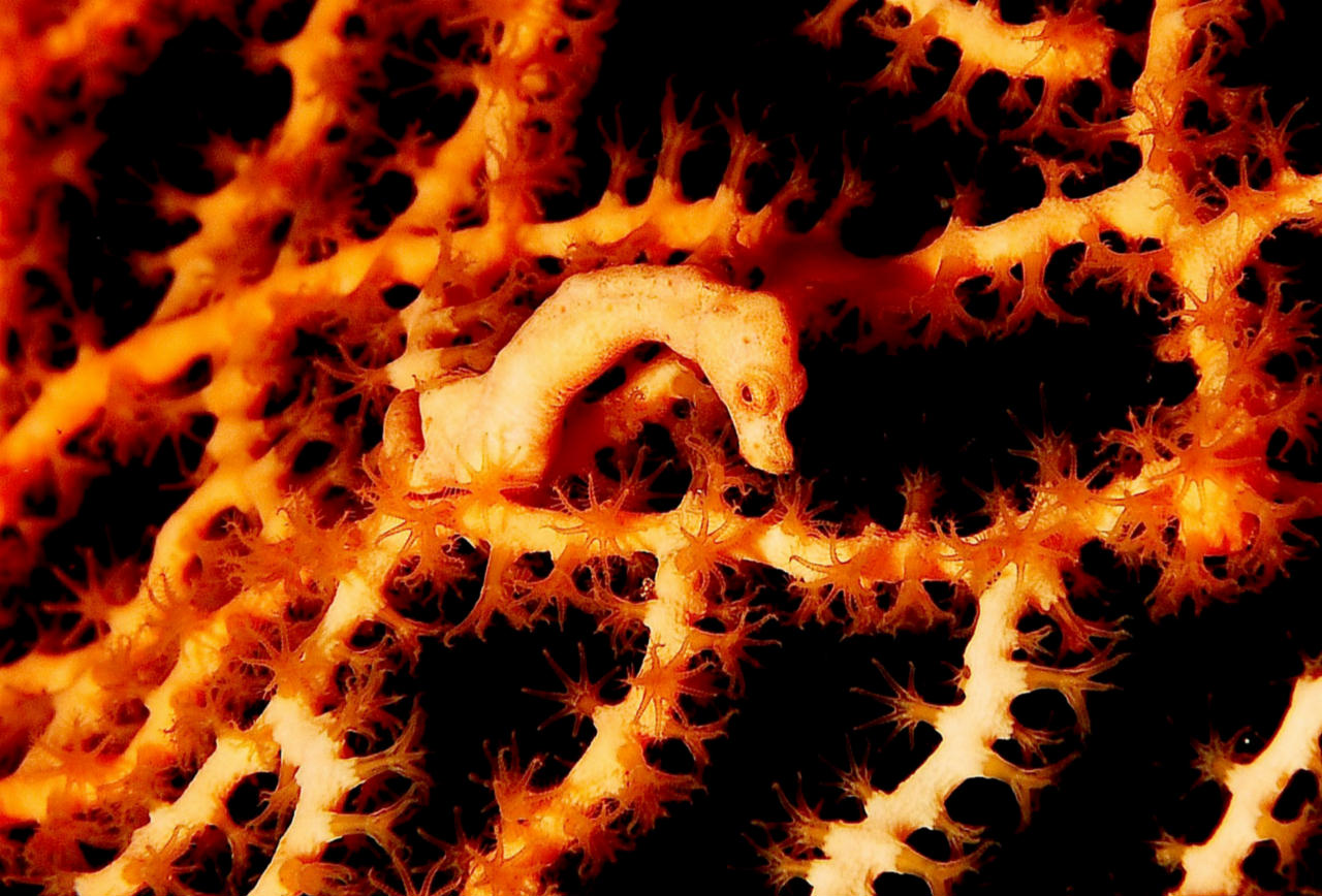 Hippocampus denise (Ippocampo pigmeo di Denise)